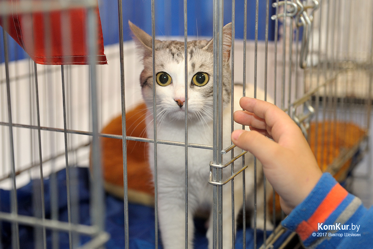 От мэйн-куна до сфинкса – в бобруйском музее