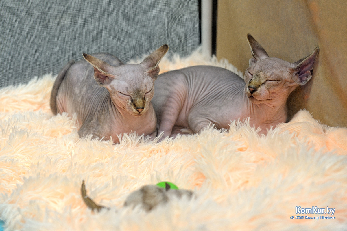 От мэйн-куна до сфинкса – в бобруйском музее