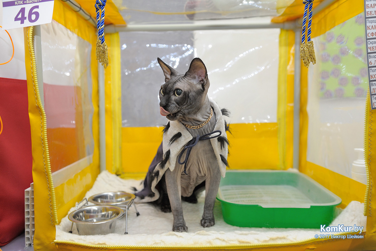 От мэйн-куна до сфинкса – в бобруйском музее