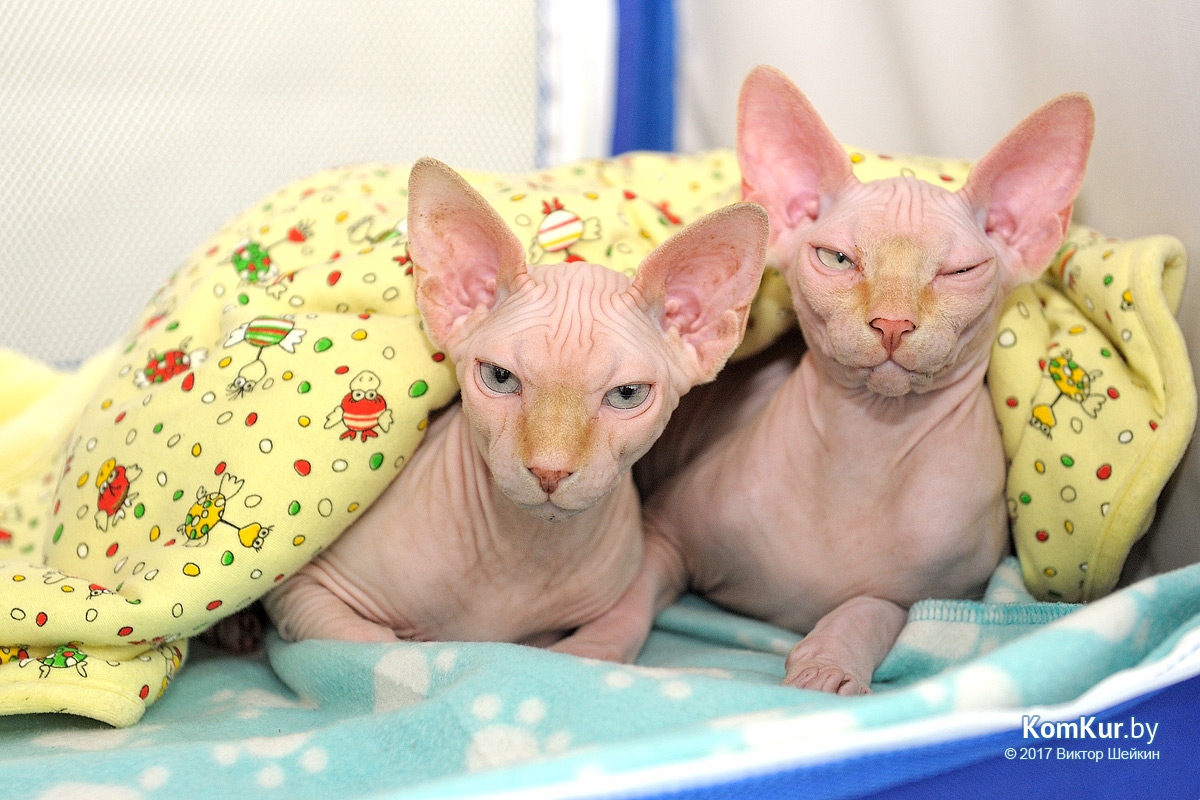 От мэйн-куна до сфинкса – в бобруйском музее