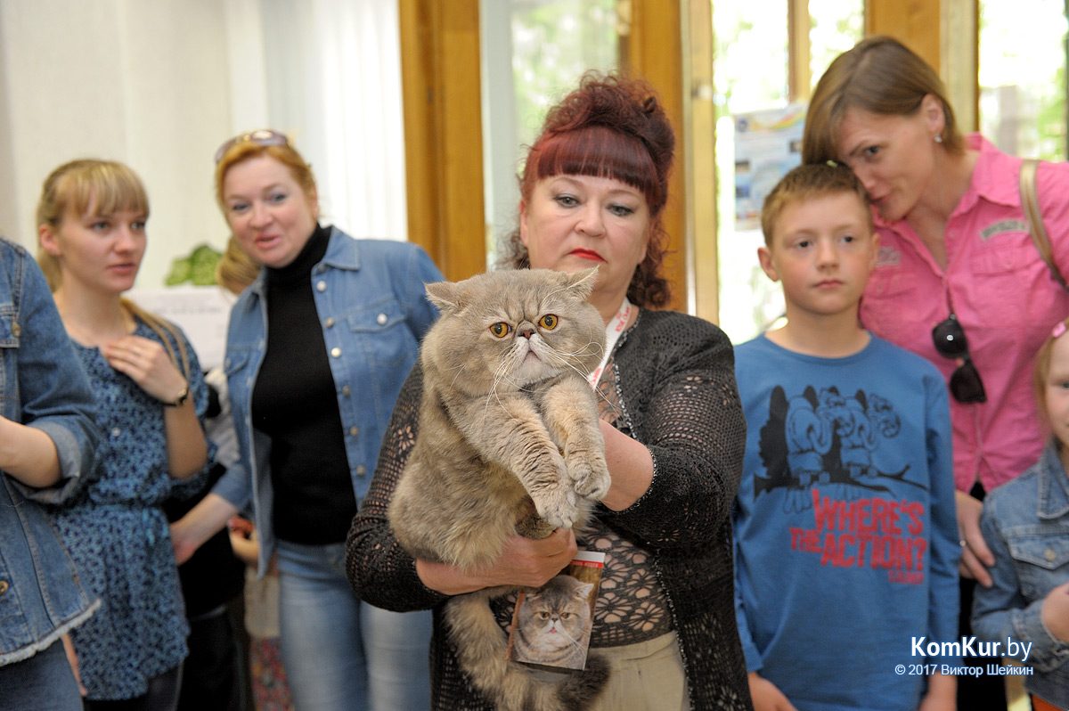От мэйн-куна до сфинкса – в бобруйском музее