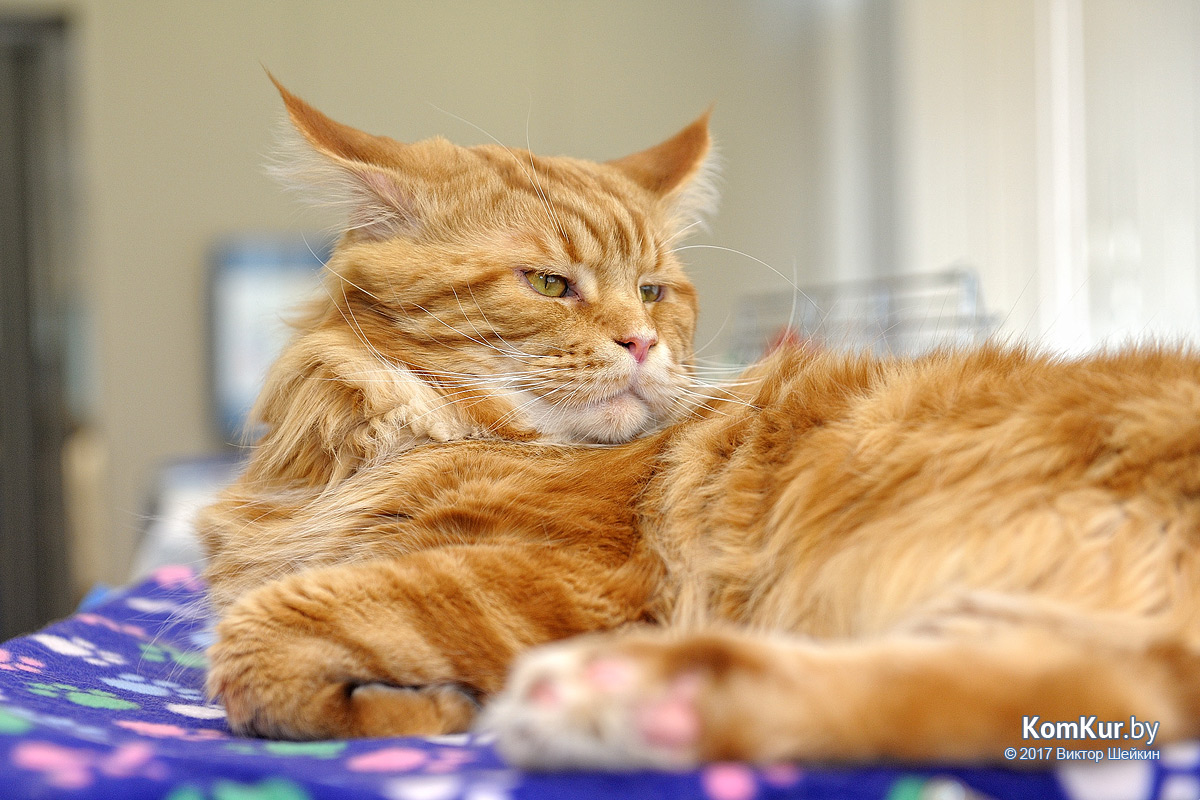 От мэйн-куна до сфинкса – в бобруйском музее