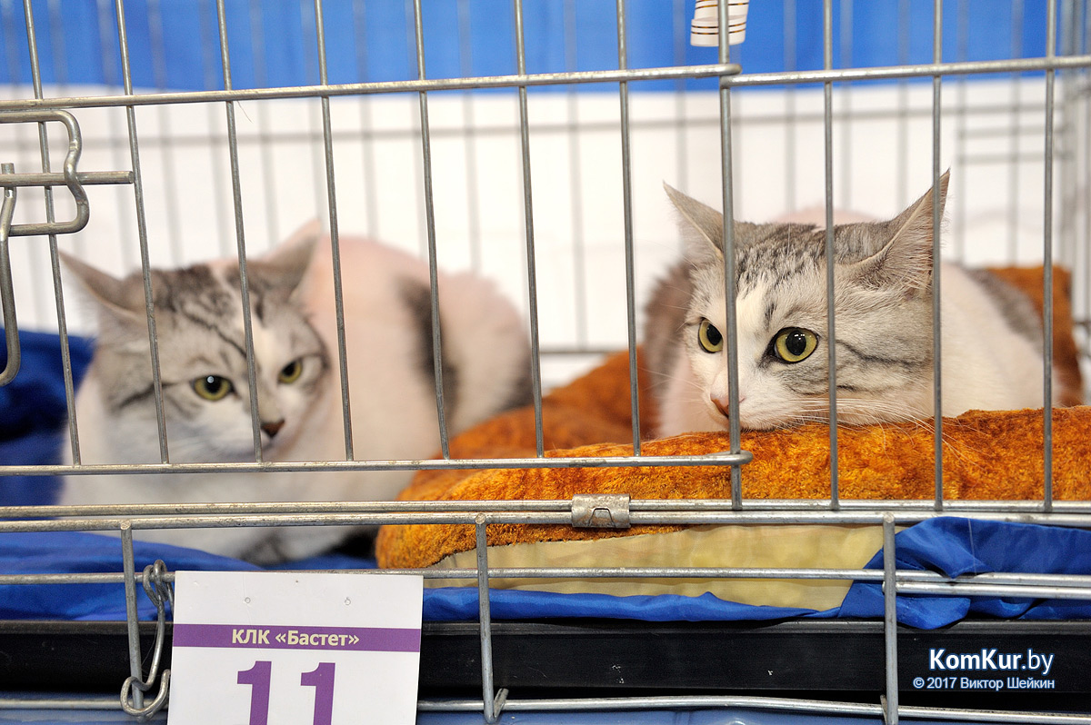 От мэйн-куна до сфинкса – в бобруйском музее