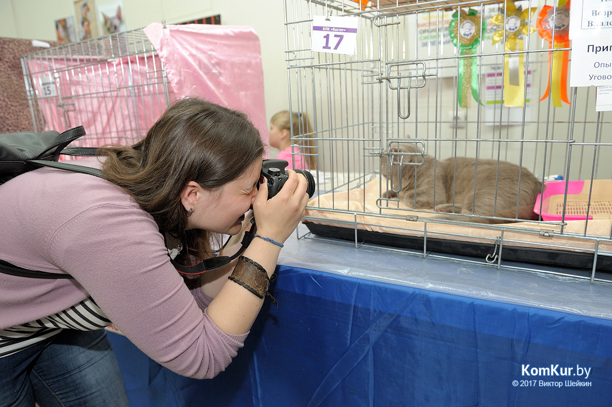 От мэйн-куна до сфинкса – в бобруйском музее