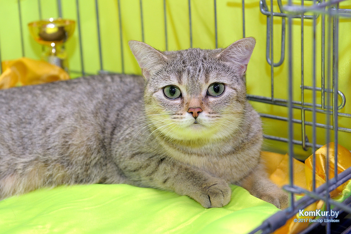 От мэйн-куна до сфинкса – в бобруйском музее