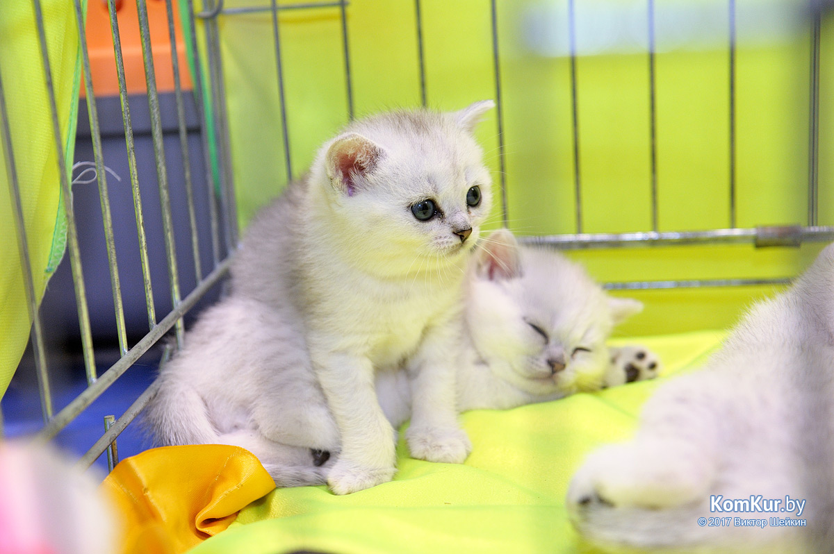 От мэйн-куна до сфинкса – в бобруйском музее