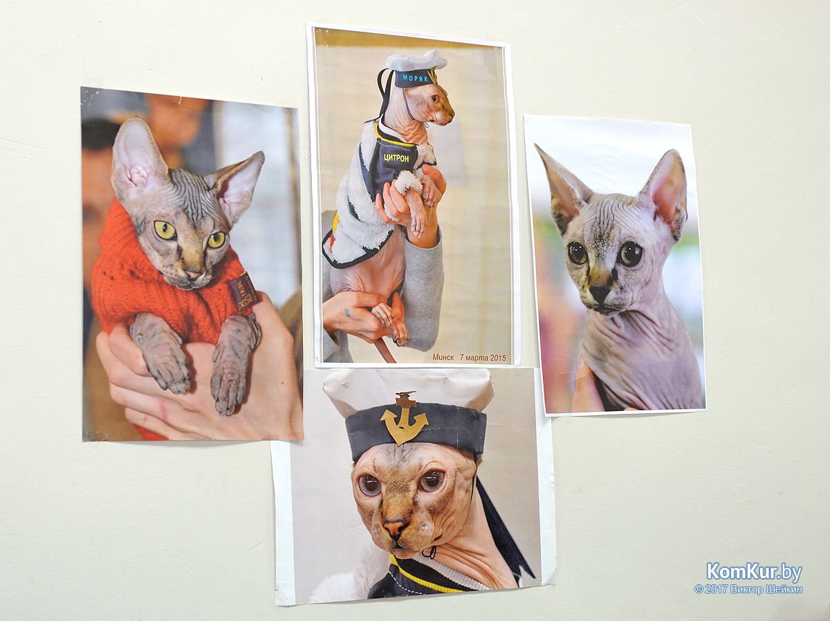 От мэйн-куна до сфинкса – в бобруйском музее