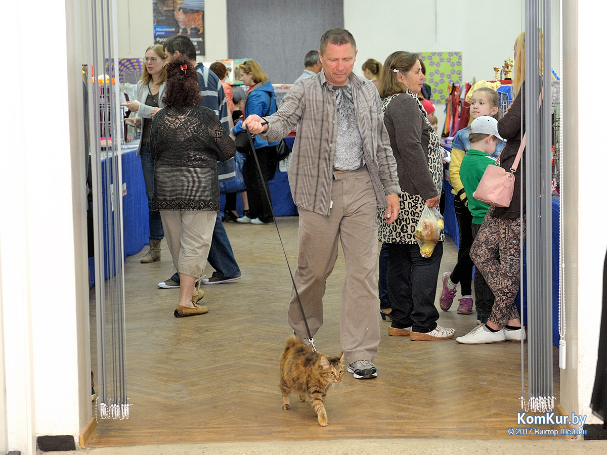 От мэйн-куна до сфинкса – в бобруйском музее