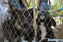«Дорогу домой» в Бобруйске нашли бездомные животные