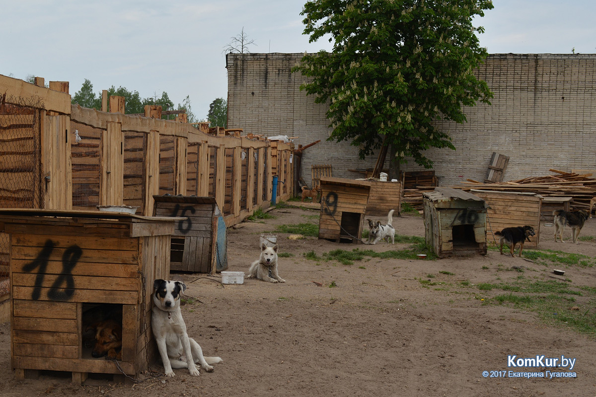 Новые вольеры, старые проблемы: в бобруйской «Добродетели»