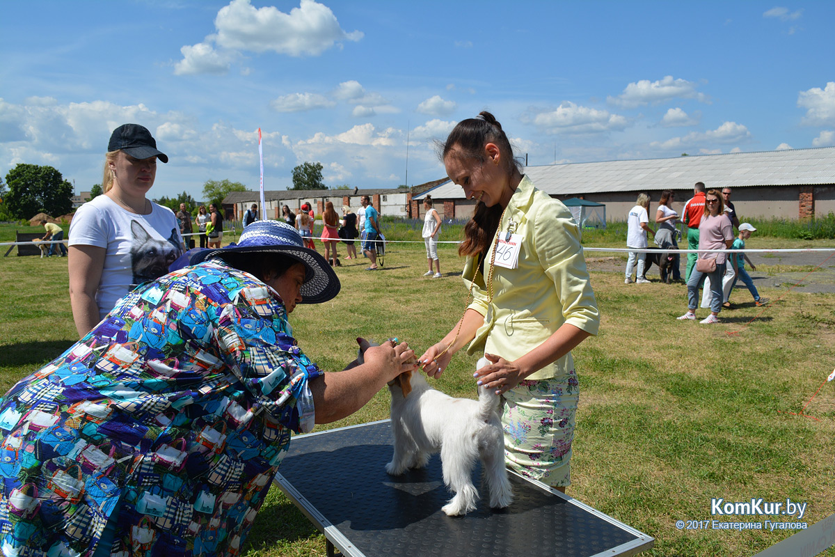 В Бобруйске прошла Республиканская выставка собак