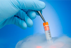 Биологам впервые удалось заморозить и разморозить эмбрион