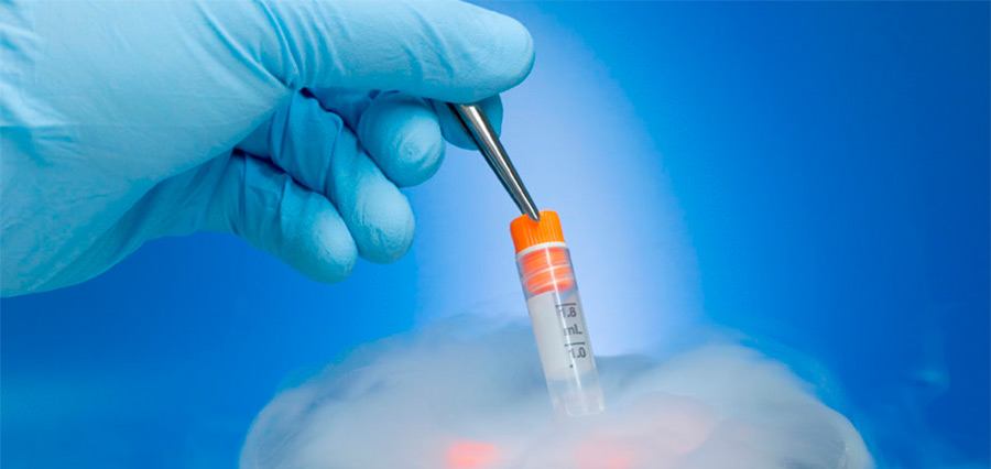 Биологам впервые удалось заморозить и разморозить эмбрион