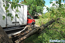 В Бобруйске дерево упало на грузовик