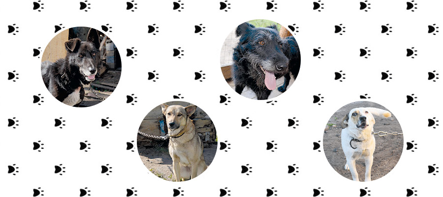 Потеряшки ищут дом