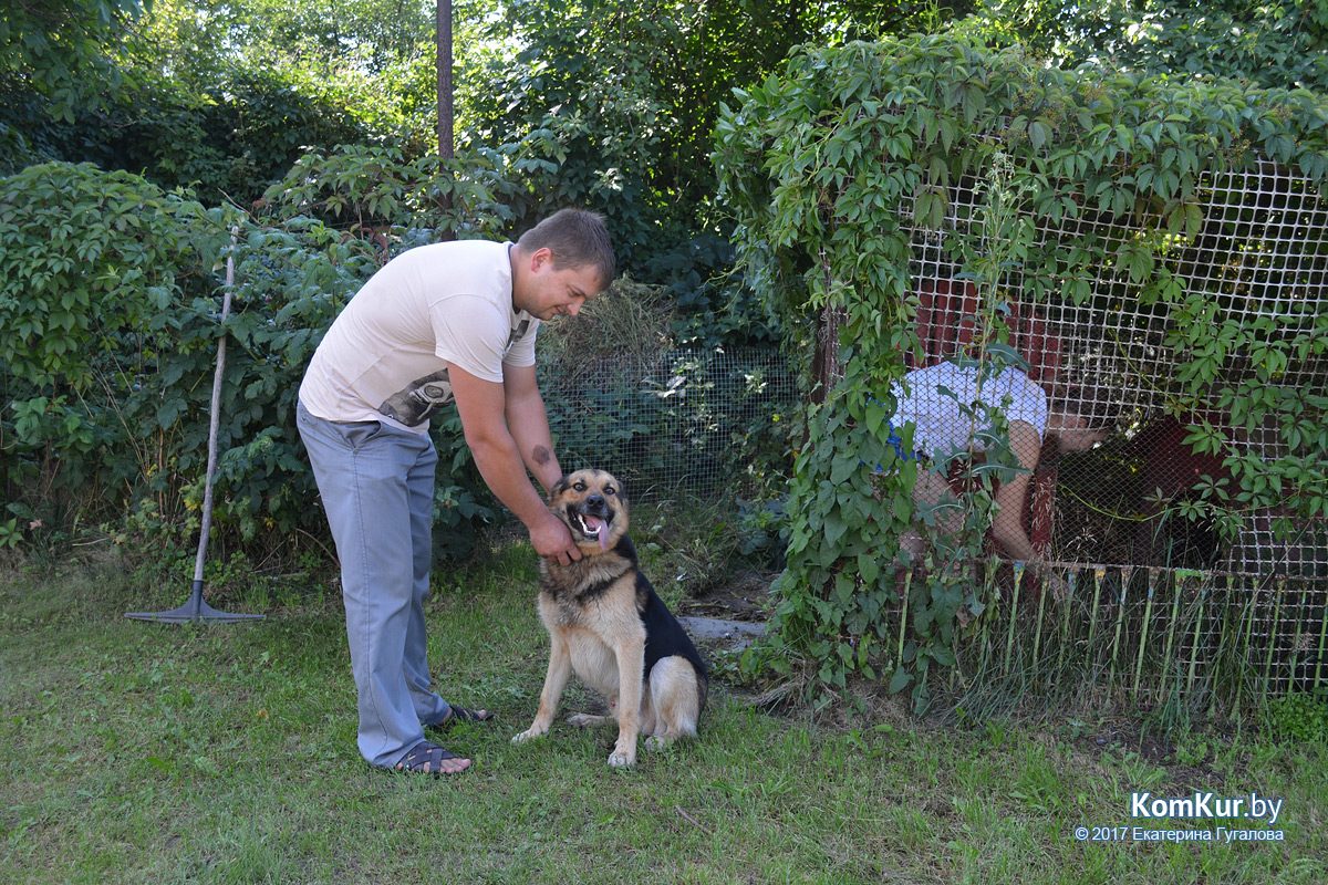 Пропавшая в Бобруйске овчарка вернулась домой