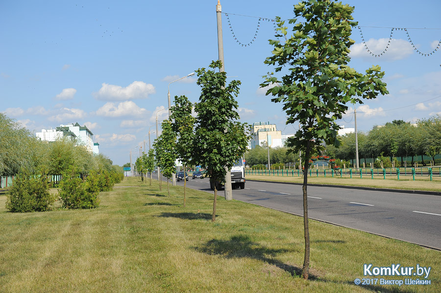 Как в Бобруйске растут деревья, высаженные несколько лет назад?