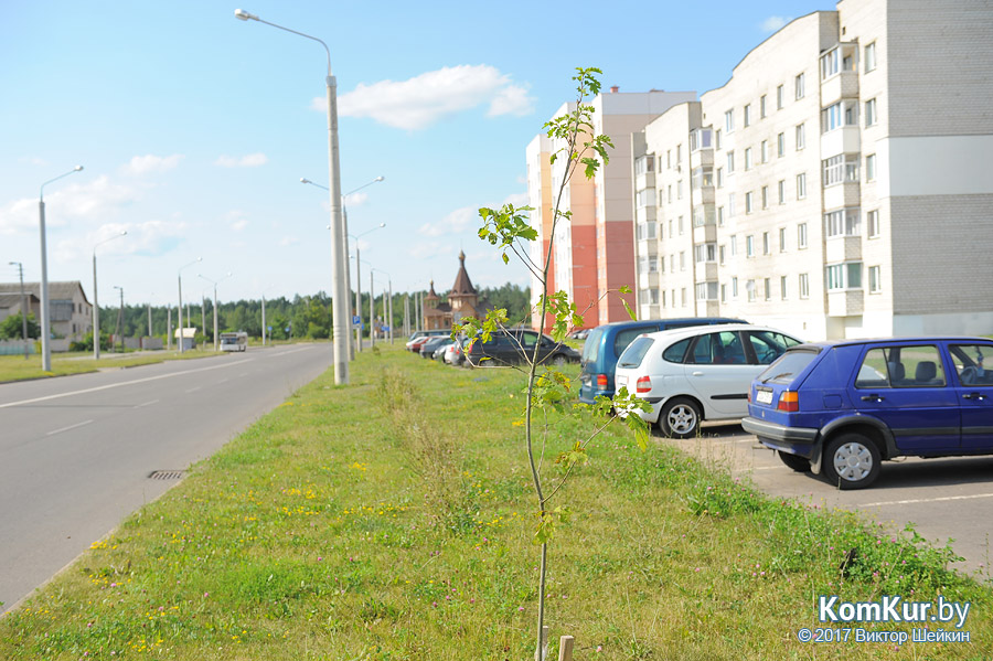Как в Бобруйске растут деревья, высаженные несколько лет назад?