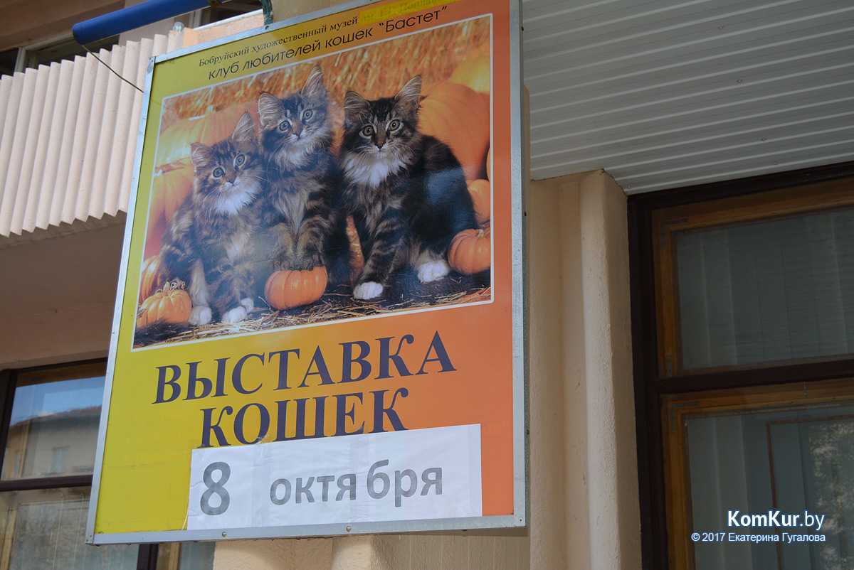 Маскарад кошек в Бобруйске
