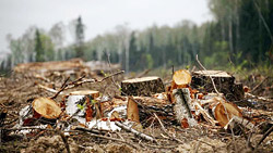Выросли штрафы за незаконную вырубку деревьев