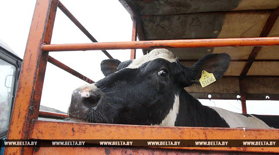  Лукашенко подарил корову - среди буренок провели кастинг