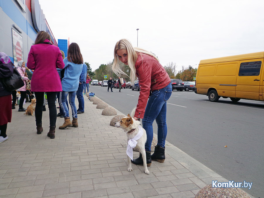 В Бобруйске бездомные животные нашли себе людей