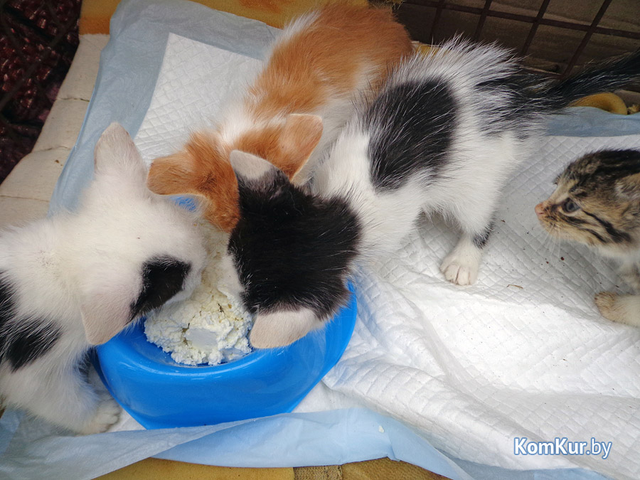 В Бобруйске бездомные животные нашли себе людей