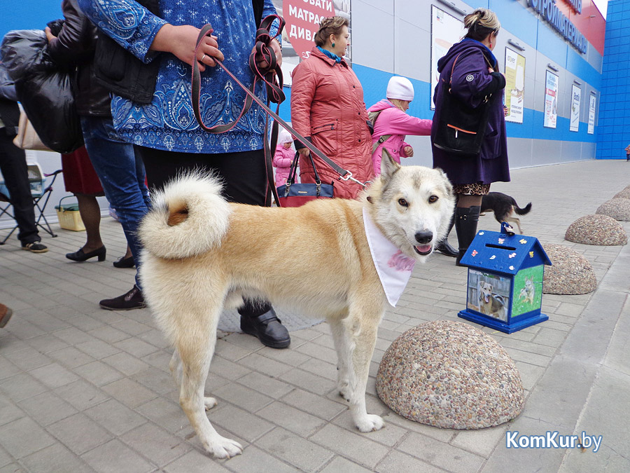 В Бобруйске бездомные животные нашли себе людей