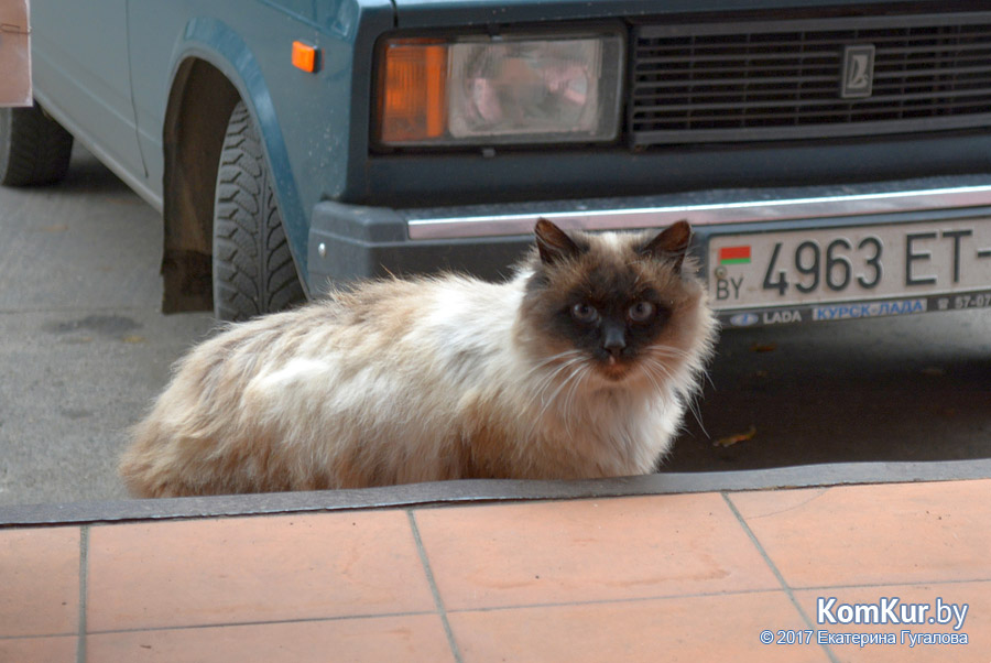 Кто потерял красотку?