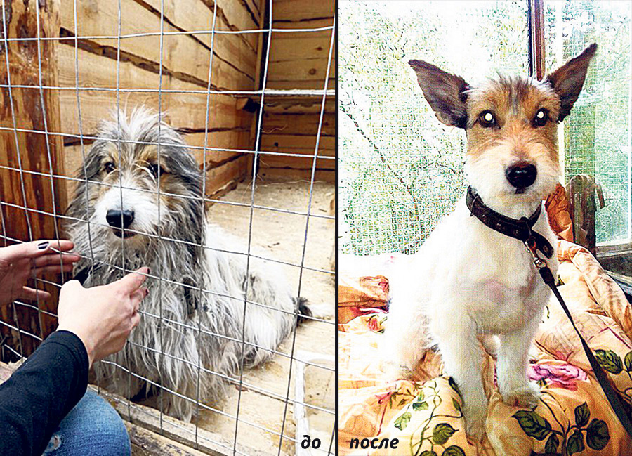 Что случилось с бобруйским псом в России