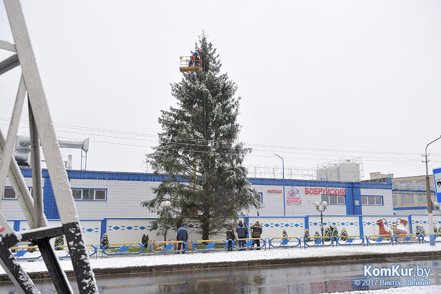 Фотофакт: в Бобруйске установили первую новогоднюю елку