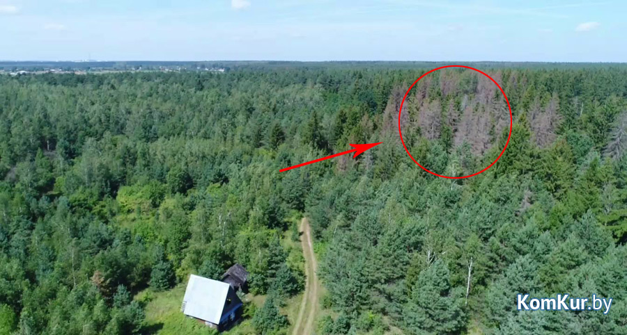 Кадр видеосъемки, сделанной дроном ГЛХУ «Бобруйский лесхоз»