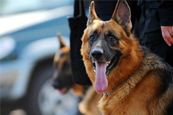 Служебная собака в Бобруйске нашла вора по следам