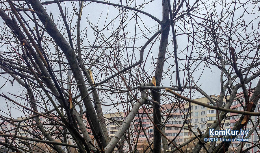 О чем плачет верба