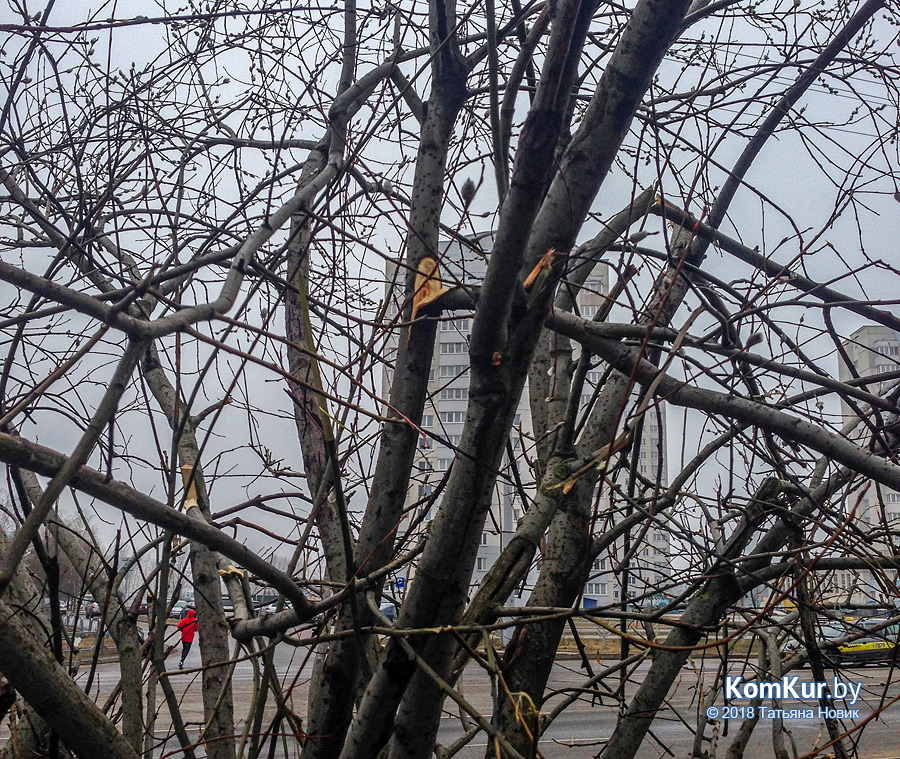 О чем плачет верба