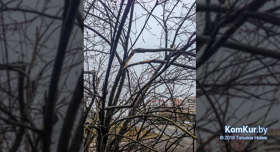 О чем плачет верба