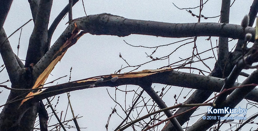 О чем плачет верба