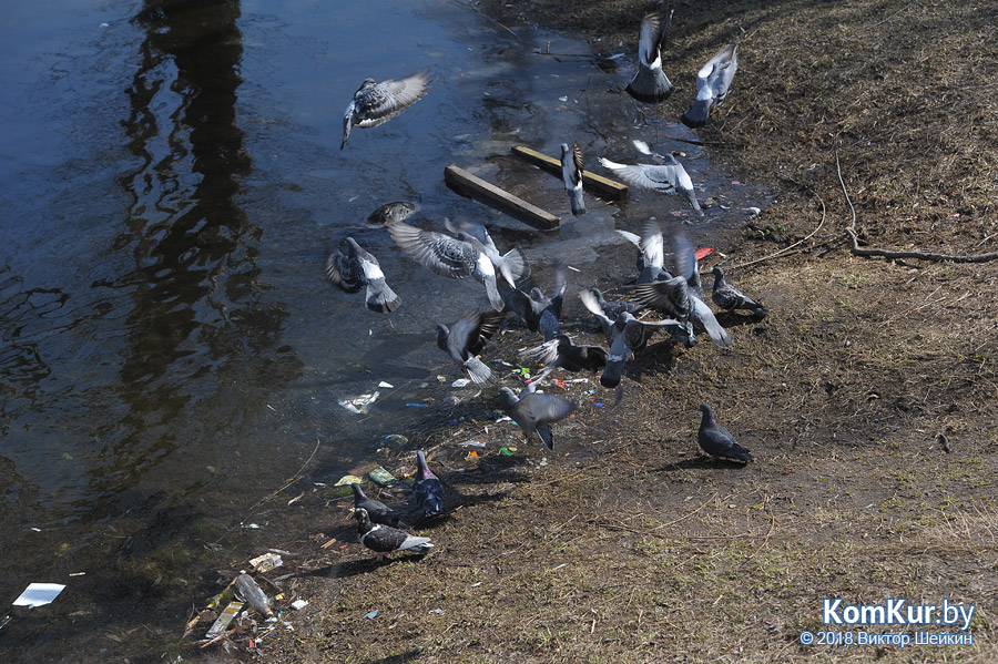 Бобруйские пляжи после зимы