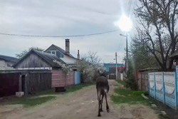 Внимание: по Бобруйску бегает лось! (+видео; обновлено!)