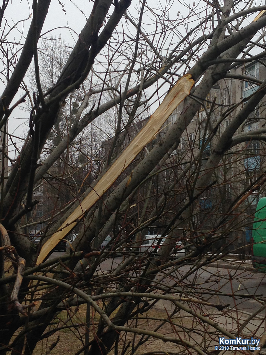 О чем плачет верба