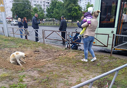 ДТП с коляской произошло в Бобруйске