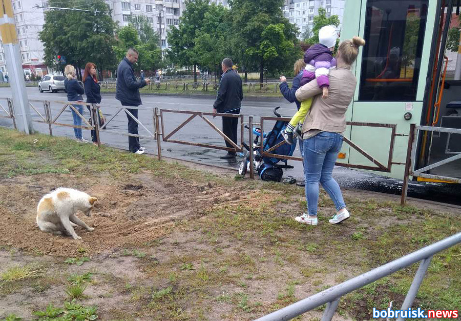 ДТП с коляской случилось в Бобруйске