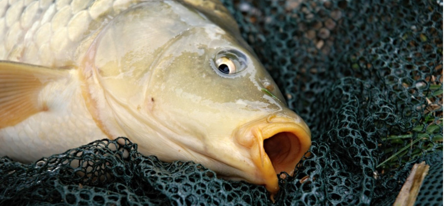 «Рыбный день»: фиаско бобруйского браконьера