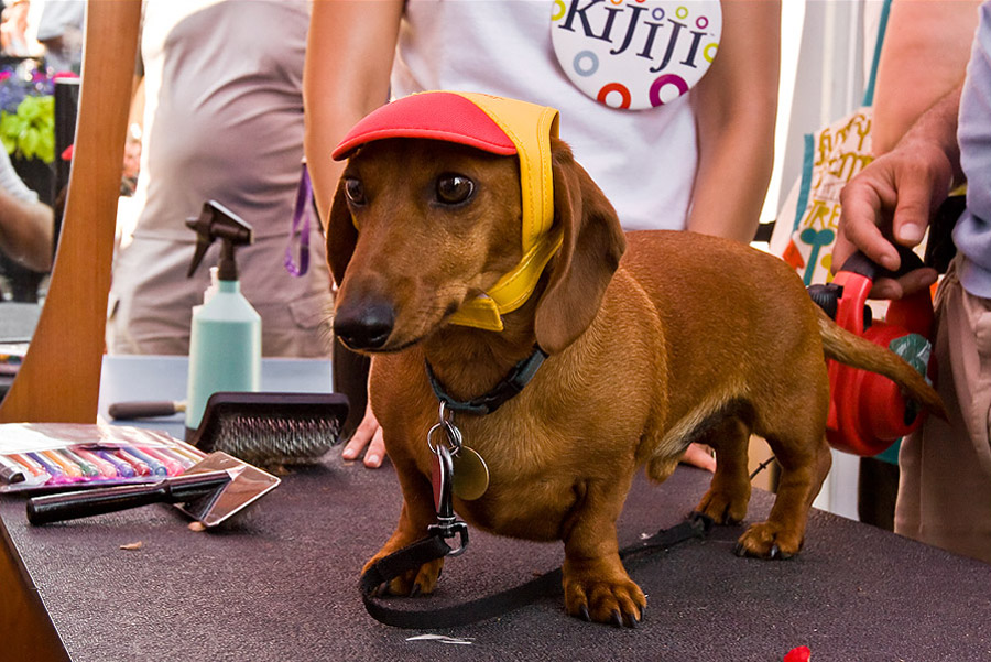 Модный собачий фестиваль в Бобруйске