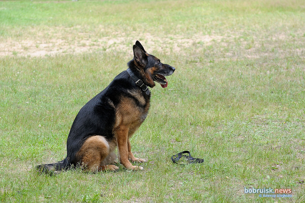Зачем сотрудники Охраны выехали в лес