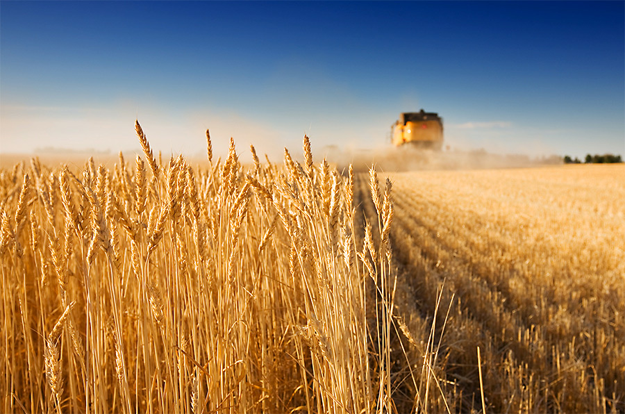 В Бобруйском районе собирают зерно