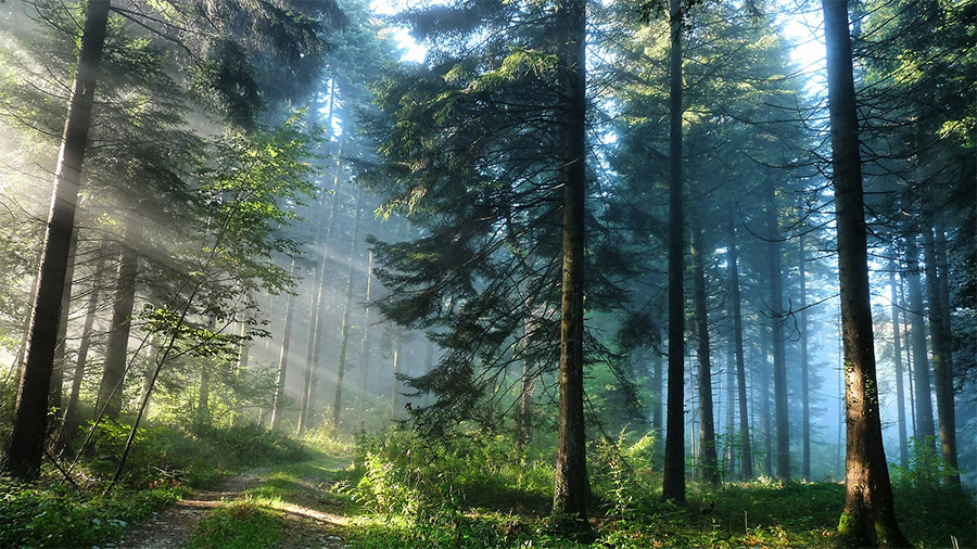 Леса Бобруйщины снова доступны для посещения
