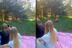 Лиса пришла в Бобруйск на пикник!