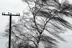 В Бобруйске и районе из-за сильного ветра падали деревья