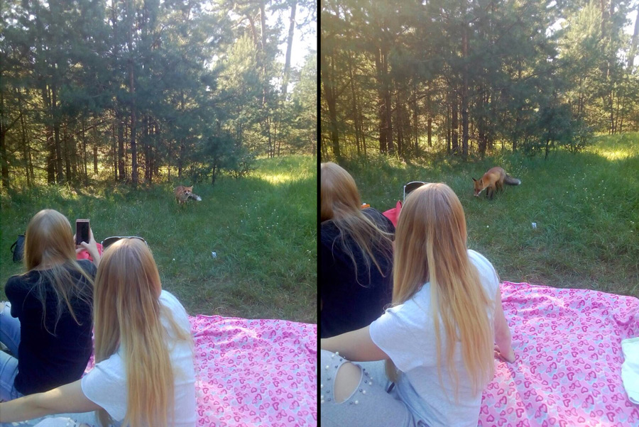 Лиса пришла в Бобруйск на пикник!